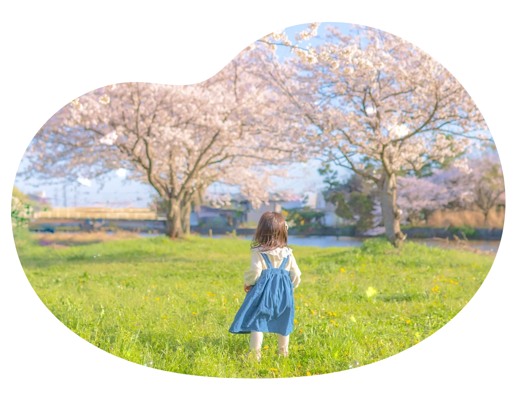 大きな桜の木2本の前に立つ子どもの後ろ姿